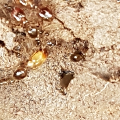 Pheidole sp. (genus) (Seed-harvesting ant) at Holt, ACT - 24 Mar 2021 by tpreston