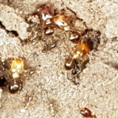 Pheidole sp. (genus) at Holt, ACT - 24 Mar 2021