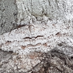 Didymoctenia exsuperata (Thick-lined Bark Moth) at Holt, ACT - 24 Mar 2021 by tpreston