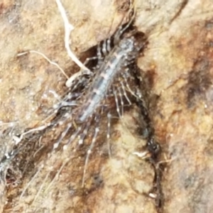 Scutigeridae (family) at Holt, ACT - 24 Mar 2021