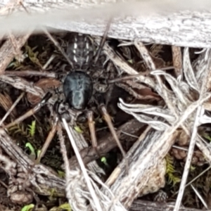 Zodariidae (family) at Holt, ACT - 24 Mar 2021