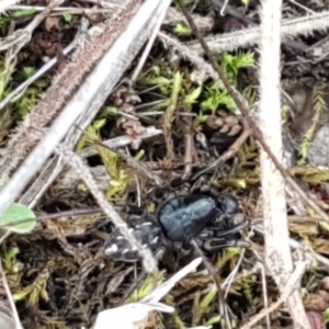 Zodariidae (family) at Holt, ACT - 24 Mar 2021