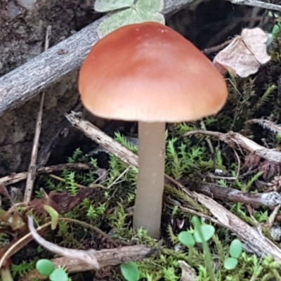 Unverified Cap on a stem; gills below cap [mushrooms or mushroom-like] - 1 Jan 1900 by trevorpreston