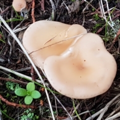 Singerocybe clitocyboides at Holt, ACT - 24 Mar 2021 by trevorpreston