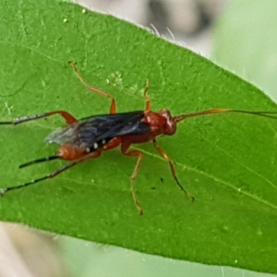 Lissopimpla excelsa (Orchid dupe wasp, Dusky-winged Ichneumonid) at Holt, ACT - 24 Mar 2021 by tpreston