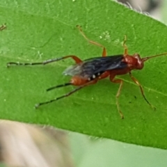 Lissopimpla excelsa at Holt, ACT - 24 Mar 2021