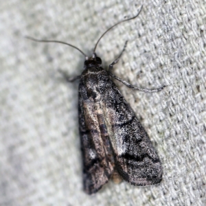 Cryptoblabes euraphella at O'Connor, ACT - 4 Nov 2020