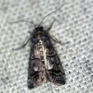 Cryptoblabes euraphella at O'Connor, ACT - 4 Nov 2020