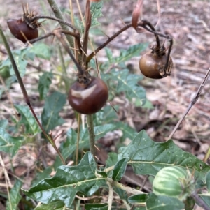 Solanum cinereum at Hackett, ACT - 24 Mar 2021 11:57 AM