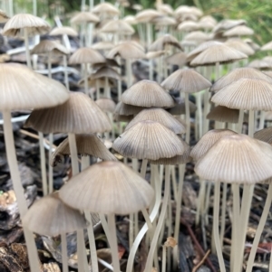 Coprinellus etc. at Hackett, ACT - 24 Mar 2021 12:36 PM