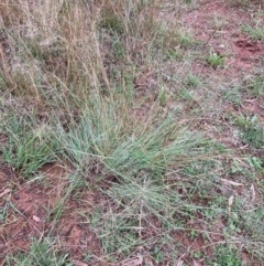 Eragrostis curvula (African Lovegrass) at Hackett, ACT - 24 Mar 2021 by waltraud