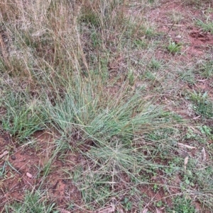 Eragrostis curvula at Hackett, ACT - 24 Mar 2021