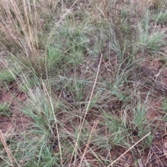 Eragrostis curvula at Hackett, ACT - 24 Mar 2021