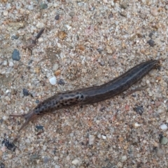 Limax maximus (Leopard Slug, Great Grey Slug) at Point Hut to Tharwa - 24 Mar 2021 by MichaelBedingfield