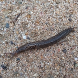 Limax maximus at Tharwa, ACT - 24 Mar 2021