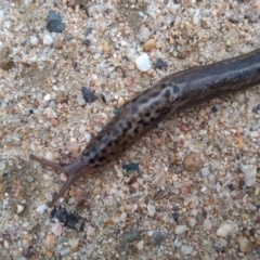 Limax maximus at Tharwa, ACT - 24 Mar 2021