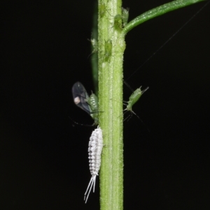 Pseudococcidae sp. (family) at Downer, ACT - 19 Mar 2021