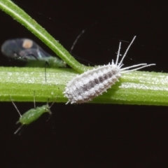 Pseudococcidae sp. (family) at Downer, ACT - 19 Mar 2021