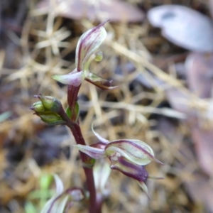 Acianthus exsertus at Yass River, NSW - suppressed