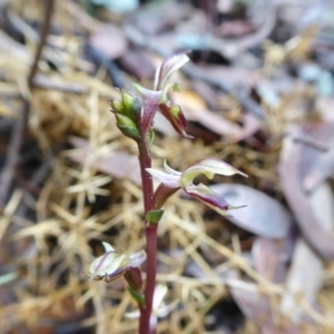 Acianthus exsertus at Yass River, NSW - suppressed