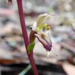 Acianthus exsertus at Yass River, NSW - suppressed