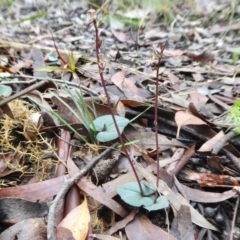 Acianthus exsertus at Yass River, NSW - suppressed