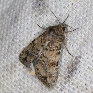 Heliothis punctifera at O'Connor, ACT - 14 Oct 2020 09:58 PM