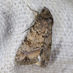 Heliothis punctifera at O'Connor, ACT - 14 Oct 2020 09:58 PM