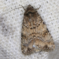 Heliothis punctifera at O'Connor, ACT - 14 Oct 2020 09:58 PM