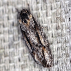 Agriophara leptosemela (A Flat-bodied moth (Depressidae) at O'Connor, ACT - 18 Oct 2020 by ibaird