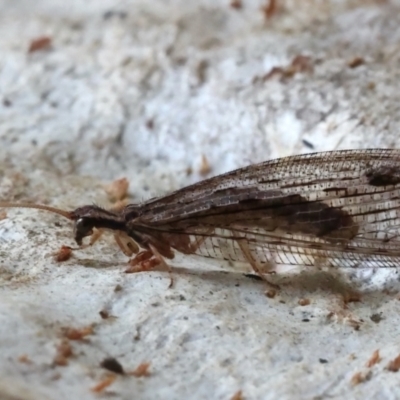 Stenosmylus stenopterus (An Osmylid Lacewing) at Majura, ACT - 24 Mar 2021 by jb2602