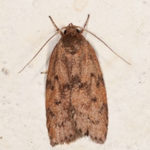 Garrha (genus) at Melba, ACT - 19 Mar 2021