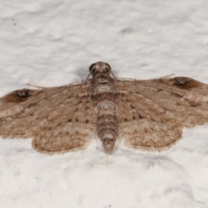 Chloroclystis insigillata at Melba, ACT - 19 Mar 2021