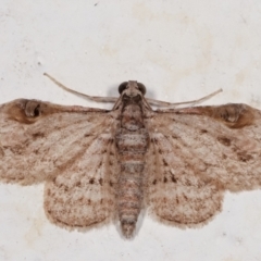 Chloroclystis insigillata at Melba, ACT - 19 Mar 2021