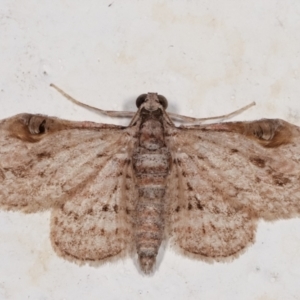 Chloroclystis insigillata at Melba, ACT - 19 Mar 2021