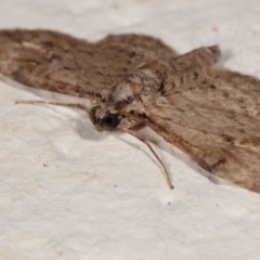 Chloroclystis insigillata at Melba, ACT - 19 Mar 2021 09:25 PM