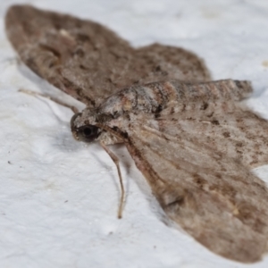 Chloroclystis insigillata at Melba, ACT - 19 Mar 2021 09:25 PM