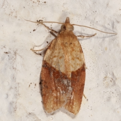 Epiphyas postvittana (Light Brown Apple Moth) at Melba, ACT - 20 Mar 2021 by kasiaaus