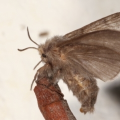 Pernattia pusilla (She-Oak Moth) at Melba, ACT - 20 Mar 2021 by kasiaaus