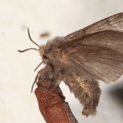 Pernattia pusilla (She-Oak Moth) at Melba, ACT - 19 Mar 2021 by kasiaaus
