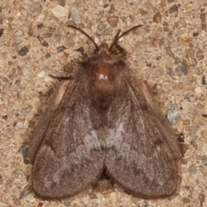 Pernattia pusilla at Melba, ACT - 20 Mar 2021