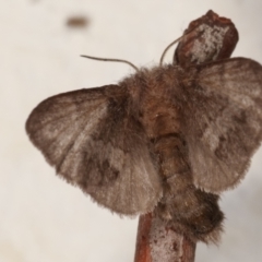 Pernattia pusilla at Melba, ACT - 20 Mar 2021