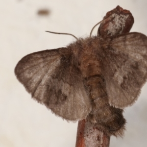 Pernattia pusilla at Melba, ACT - 20 Mar 2021