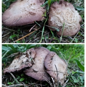 Agaricus sp. at Watson, ACT - 24 Mar 2021 07:06 PM