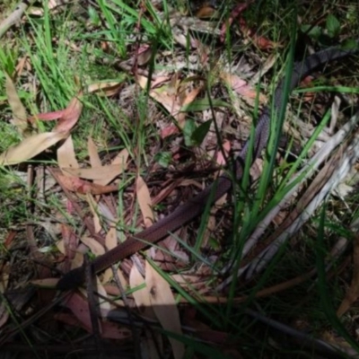 Austrelaps ramsayi (Highlands Copperhead) at Tennent, ACT - 29 Nov 2020 by Cpiiroinen