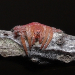 Dolophones sp. (genus) (Wrap-around spider) at Evatt, ACT - 24 Mar 2021 by TimL