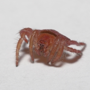 Dolophones sp. (genus) at Evatt, ACT - 24 Mar 2021