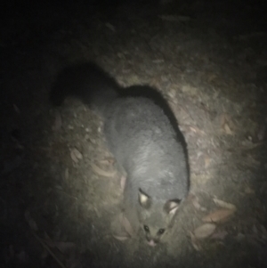 Trichosurus vulpecula at Rendezvous Creek, ACT - 14 Dec 2019