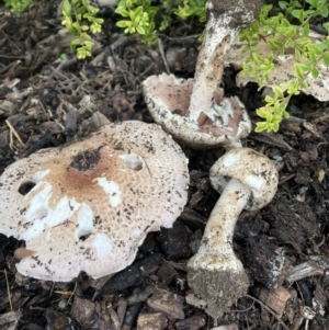 Agaricus sp. at Hackett, ACT - 25 Mar 2021 09:26 AM