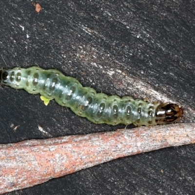 Dichocrocis clytusalis (Kurrajong Leaf-tier, Kurrajong Bag Moth) at Ainslie, ACT - 24 Mar 2021 by jbromilow50